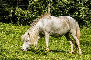 Cheval miniature